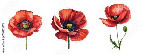 Set of three watercolour painted poppy flowers