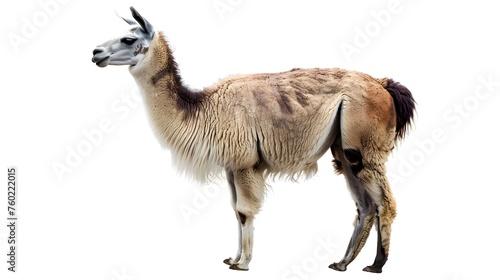 Llama isolated on a white or white background as PNG