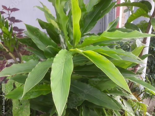 Selective focus The combrang honje plant or etlingera elatior has many health benefits