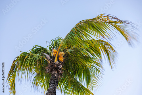 Beautiful view of the top of a palm tree with coconuts swaying in the wind. Curacao.