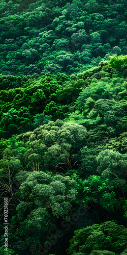 Floresta exuberante com uma variedade de   rvores