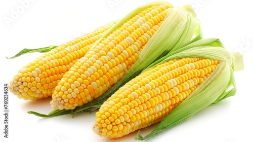 Ripe corn cobs. Realistic illustration. Isolated on white.
