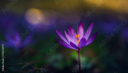 Purple colchicum autumnale flowers bloom gracefully in a field, set against a softly blurred background photo