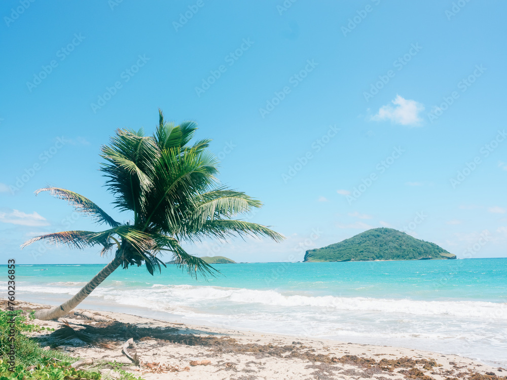 Palm tree, Saint Lucia, Beach, Ocean, Sea