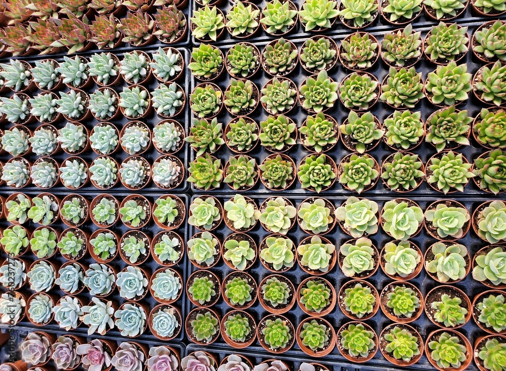 The flat top view of the varieties of small cactus in a tiny pot The flat top view of the varieties of small cactus in a tiny pot