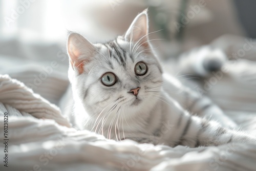 Wallpaper Mural A very cute solid color silver gradient cat in the room Torontodigital.ca