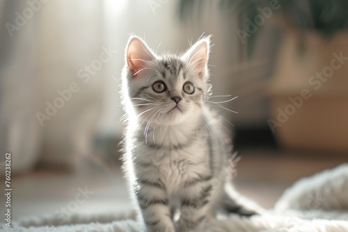 A very cute solid color silver gradient cat in the room