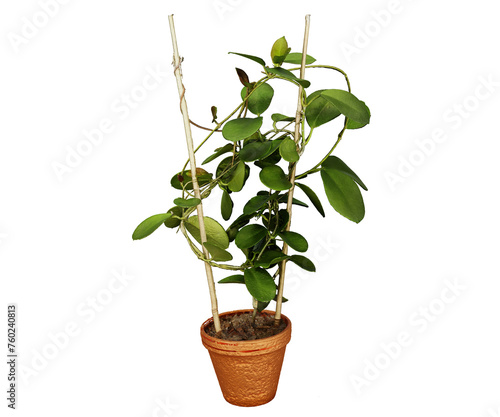 3d rendering australian hoya plant