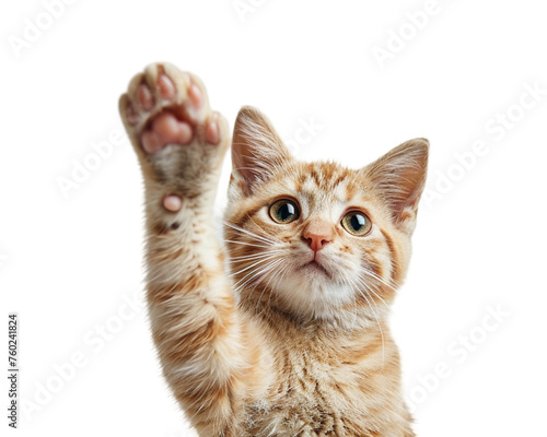 British cat giving high five on white transparent background