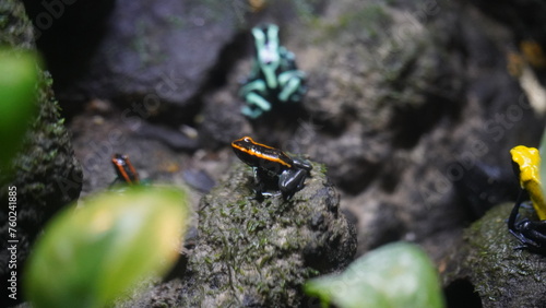 Phyllobates vittatus, commonly known as the striped poison dart frog or bumblebee poison frog, is a species of poison dart frog native to Central America, specifically found in Nicaragua |箭毒蛙 photo