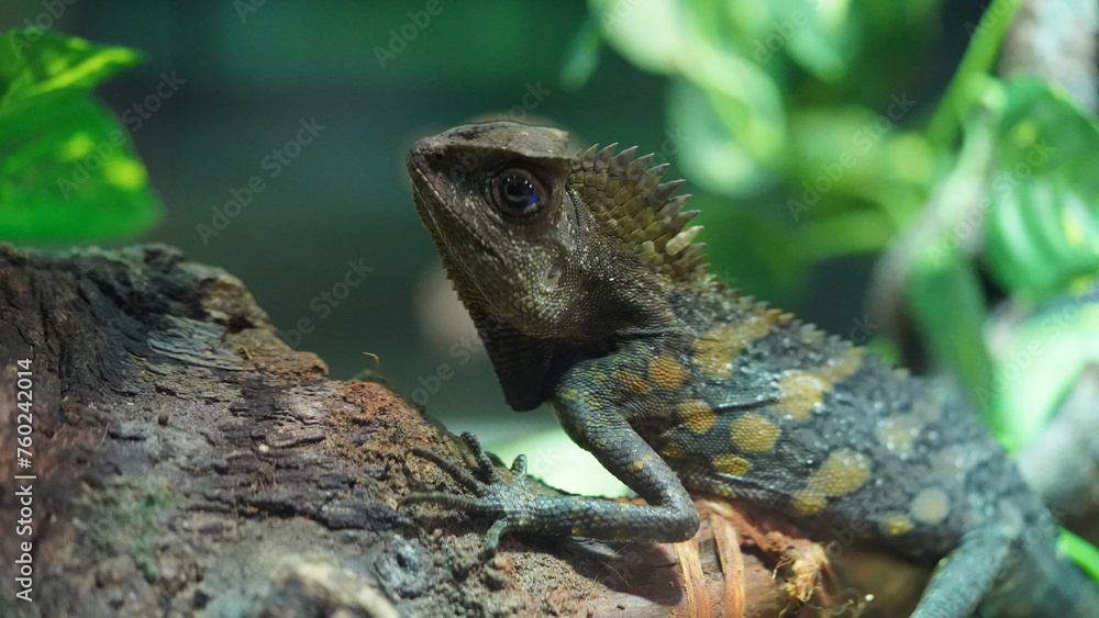 Chameleons or chamaeleons (family Chamaeleonidae) are a distinctive and highly specialized clade of Old World lizards with 200 species described as of June 2015.|變色龍 Chameleons or chamaeleons (family Chamaeleonidae) are a distinctive and highly specialized clade of Old World lizards with 200 species described as of June 2015.|變色龍