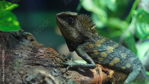 Chameleons or chamaeleons (family Chamaeleonidae) are a distinctive and highly specialized clade of Old World lizards with 200 species described as of June 2015.|變色龍 photo