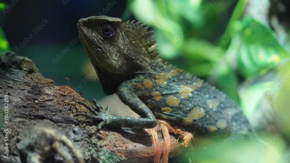 Obraz premium Brachypelma hamorii는 그 아름다움과 관리 용이성 덕분에 애완용으로 매우 인기가 많으며, 자연 상태에서도 중요한 생태적 역할을 하는 종입니다. 