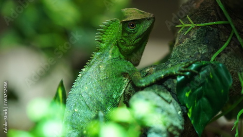 Chameleons or chamaeleons (family Chamaeleonidae) are a distinctive and highly specialized clade of Old World lizards with 200 species described as of June 2015.|變色龍 photo