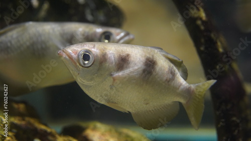 Photography Toxotes jaculatrix, commonly known as the archerfish, is a fascinating species of fish found in brackish and freshwater environments throughout Southeast Asia and Northern Australia