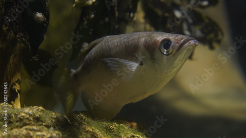 Billede på lærred Toxotes jaculatrix, commonly known as the archerfish, is a fascinating species of fish found in brackish and freshwater environments throughout Southeast Asia and Northern Australia