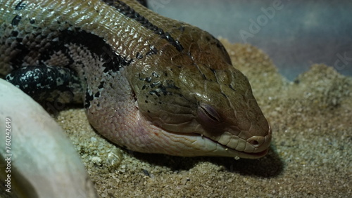 Blue tongue skinks are characterized by their relatively large size compared to other skink species. |蓝舌石龙子