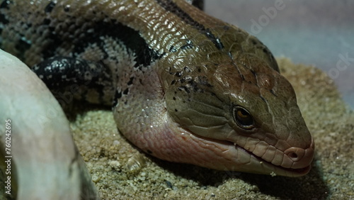 Blue tongue skinks are characterized by their relatively large size compared to other skink species.                 