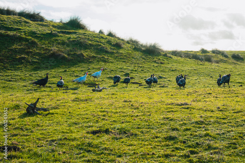 Photograph of wild Turkeys walking in a large green agricultural field on King Island in the Bass Strait of Tasmania in Australia