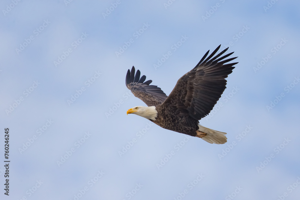 Bald Eagle Bald Eagle