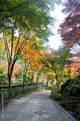 Road to Red Orange maple leaves trees in deep forest with beautiful colourful Autumn foliage trees scenery.