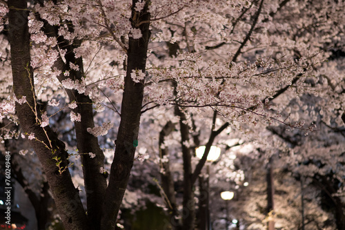 cherry blossoms at evening in Kyoto