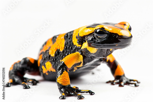a small black and orange frog sitting on a white surface