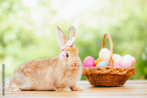 cute animal pet rabbit or b...