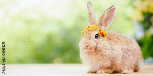 cute animal pet rabbit or b...