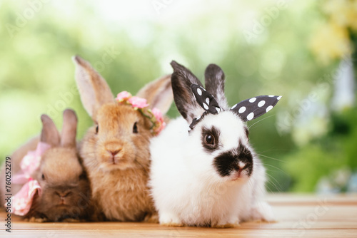 cute animal pet rabbit or b...