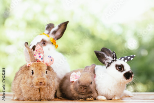 cute animal pet rabbit or b...