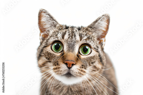 a cat with green eyes looking at the camera © illustrativeinfinity