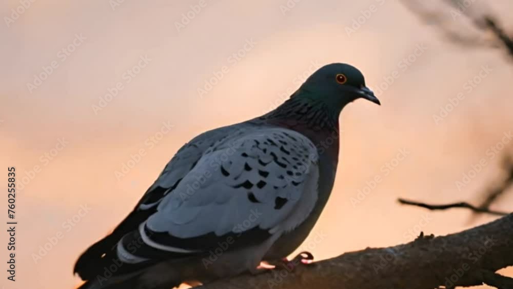 pigeon on the branch at the sunset pigeon on the branch at the sunset
