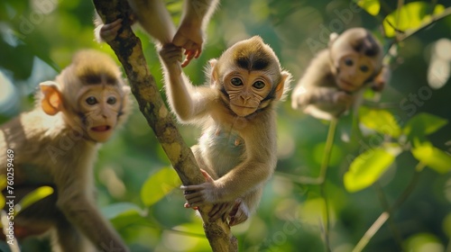A playful baby monkey swinging through the trees with its family