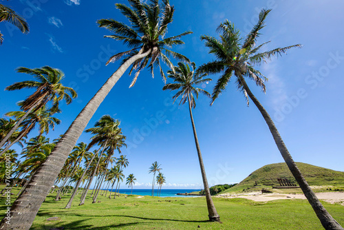 Easter Island's Iconic Palm Trees: Adding Tropical Charm to Pacific Shores
