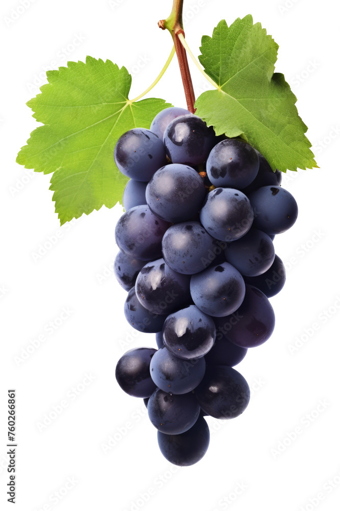 Fototapeta premium Dark blue grape with leaves isolated on white background. With clipping path. Full depth of field.