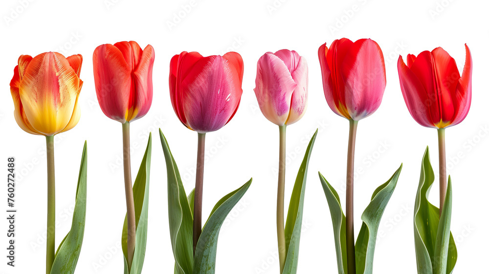 group of blooming tulips isolated on white background PNG