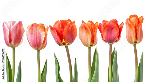 group of blooming tulips isolated on white background PNG