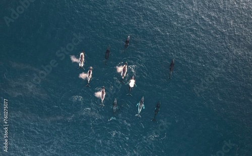 Tableau sur toile Very large group of Humpback whales migrating along the coral coast in Western Australia