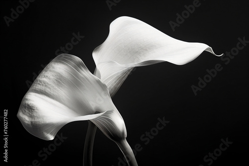 a black and white photo of two flowers