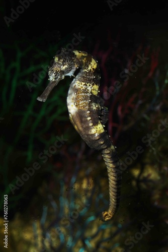 Tiger tail seahorse  Hippocampus comes  