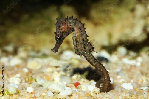 

Spiny or Hedgehog seahorse (Hippocampus spinosissimus)