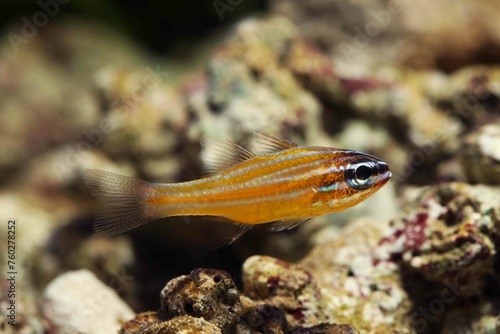 Southern orange line or Coral Cardinalfish (Ostorhinchus properuptus) in marine aquarium photo