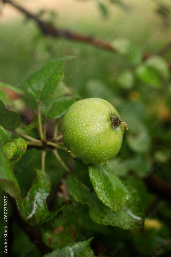 Green apple on a branch of apple tree in the orchard. Ontario, Canada.