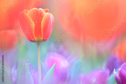 A Vibrant Bloom Tulipa Gesneriana Amidst a Colorful Garden photo
