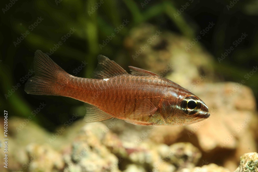 Moluccan cardinalfish (Ostorhinchus moluccensis) in tropical marine aquarium 