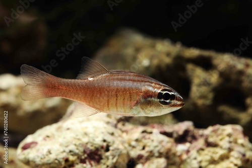 Moluccan cardinalfish (Ostorhinchus moluccensis) in tropical marine aquarium  © Pavaphon