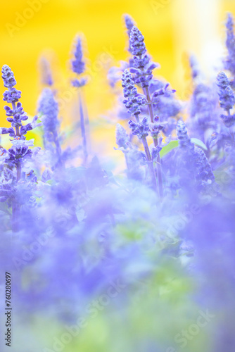 Salvia Farinacea   s Lavender Whispers  A Portrait of Serene Beauty