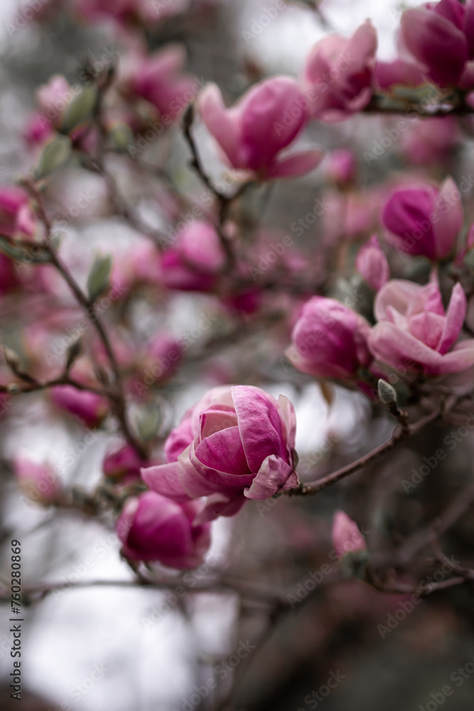 Beautiful magnolia tree blossoms in springtime, closeup. Toronto, Canada.