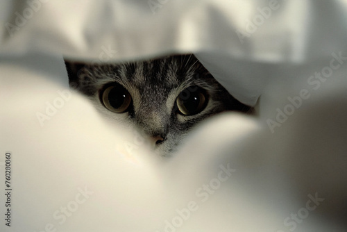 a cat peeking out from under a white sheet
